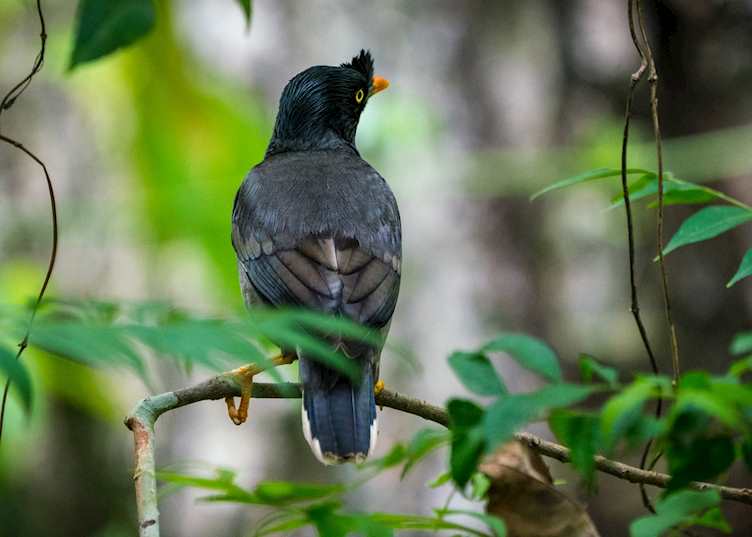 Jungle myna bird