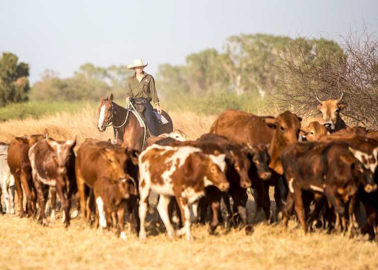 Cattle mustering, Bullo River Station