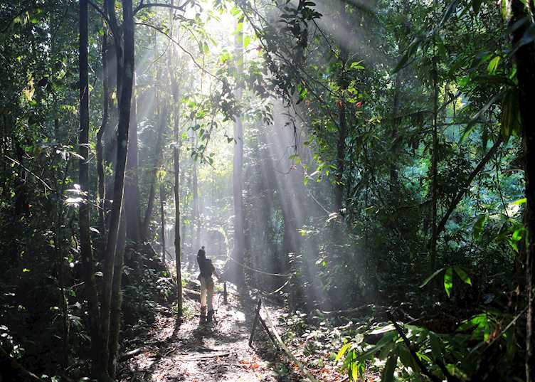 Guide looking for Gibbon