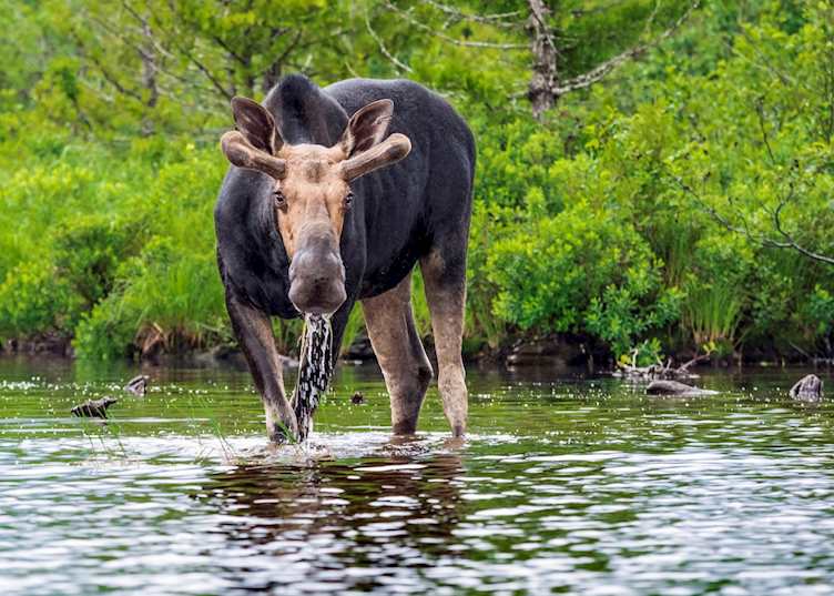 Bull Moose