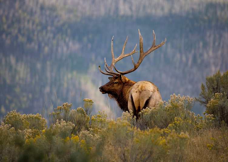 Bull Elk, Yellowstone