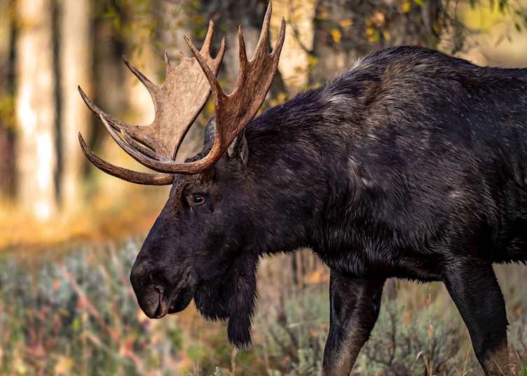 Bull Moose, Teton