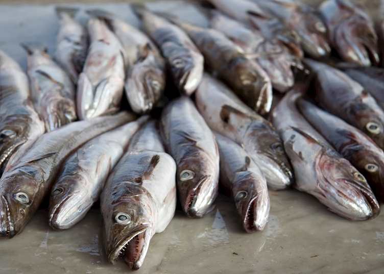 Freshly caught fish, Ischia