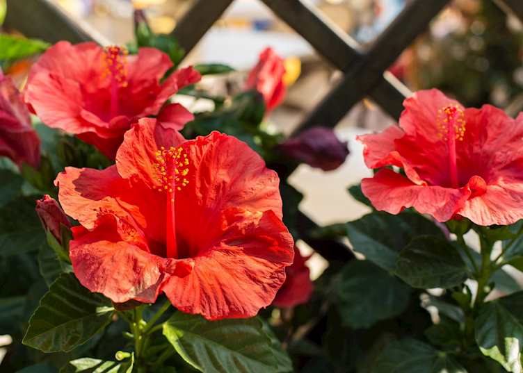 Local flowers, Ischia