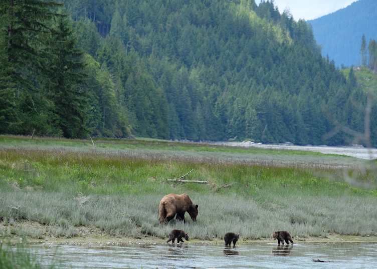 Bear watching from Berry Island Wilderness Lodge