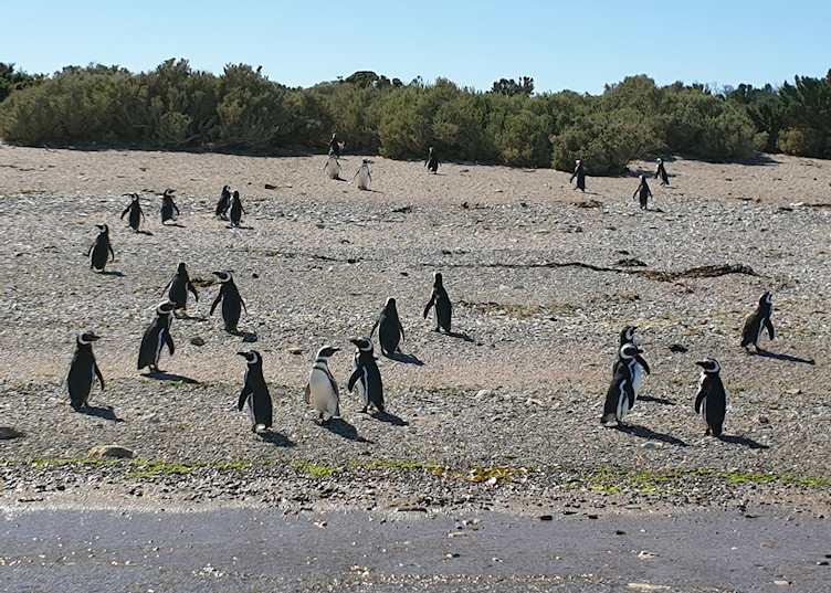 Magellanic penguins - Bahia Bustamante
