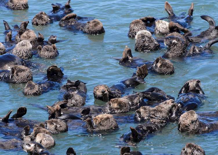 Sea otters at Moss Landing