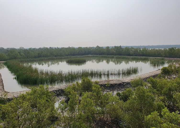View from a watchtower over the Sundarbans