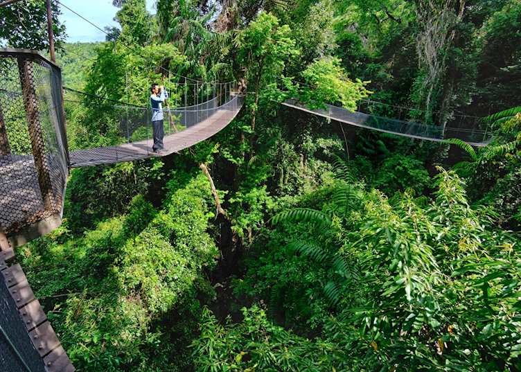 Canopy walkway