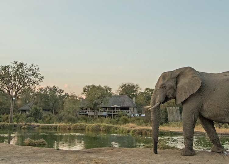 Simbambili Game Lodge, The Sabi Sand Wildtuin