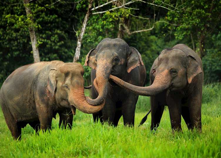 Elephant Hills Camp