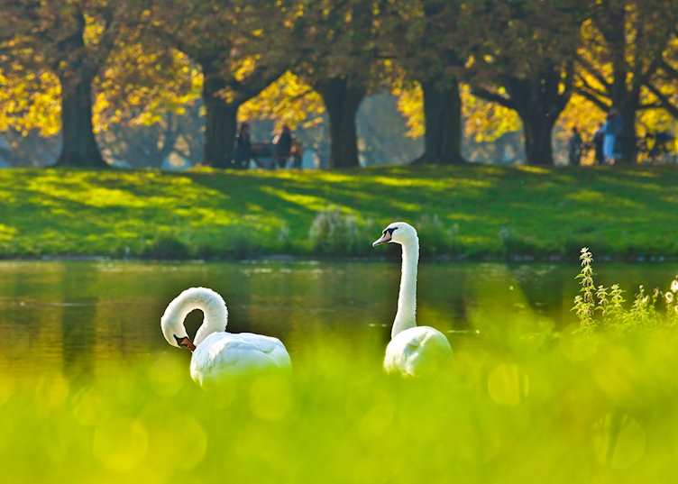 Swans in the town forest, Cologne