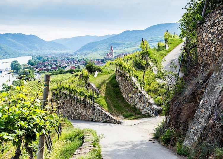 Wachau Valley tiered vineyard
