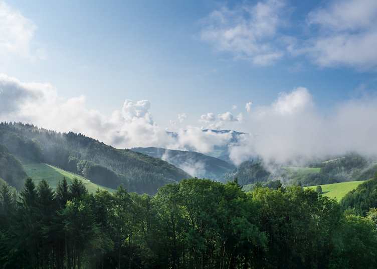 Early morning hours in the Black Forest