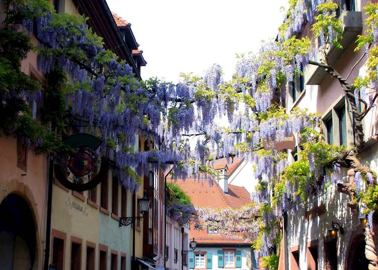 Flower vines, Freiburg