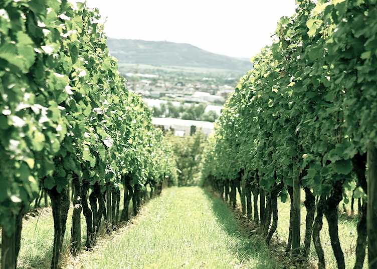 Riesling vineyards 