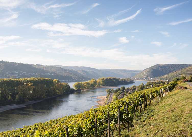 Vineyards over the Rhine River 