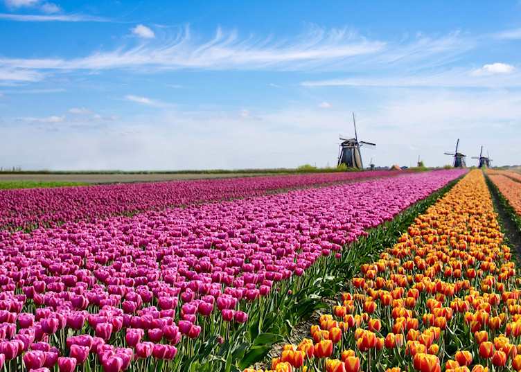 Tulip fields of Kinderdijk, Netherlands