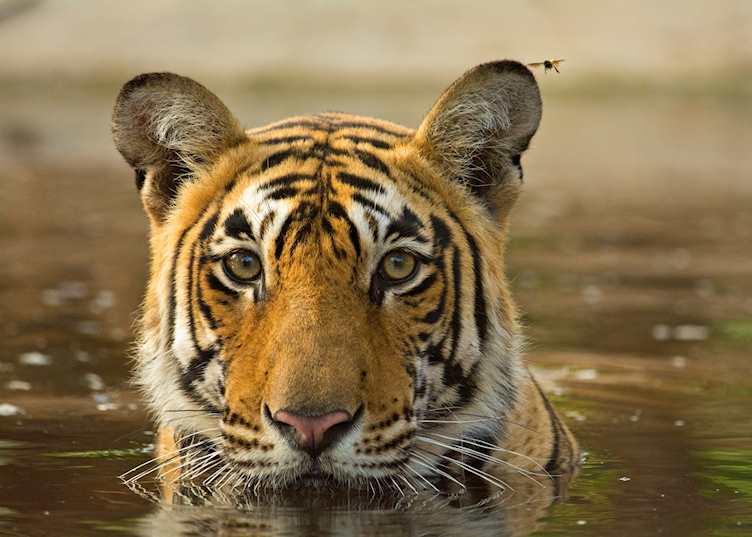 Tiger in Ranthambhore National Park