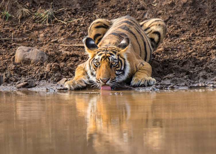 Bengal tiger drinking in Ranthambhore National Park