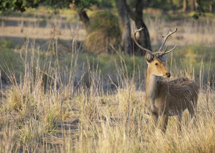 Kanha National Park