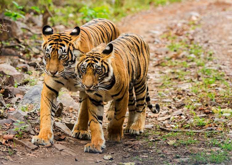 Tigers in Ranthambhore National Park