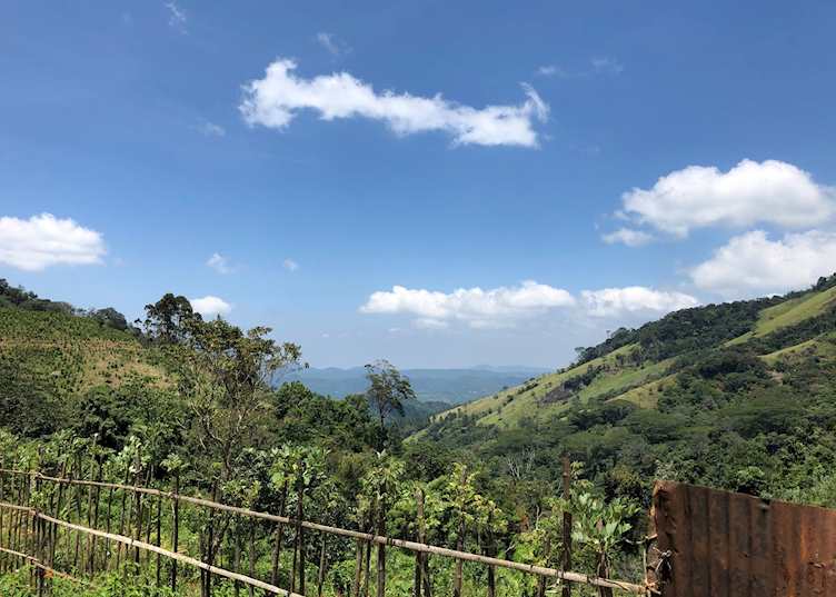 Cinnamon plantation near Gammaduwa Village  