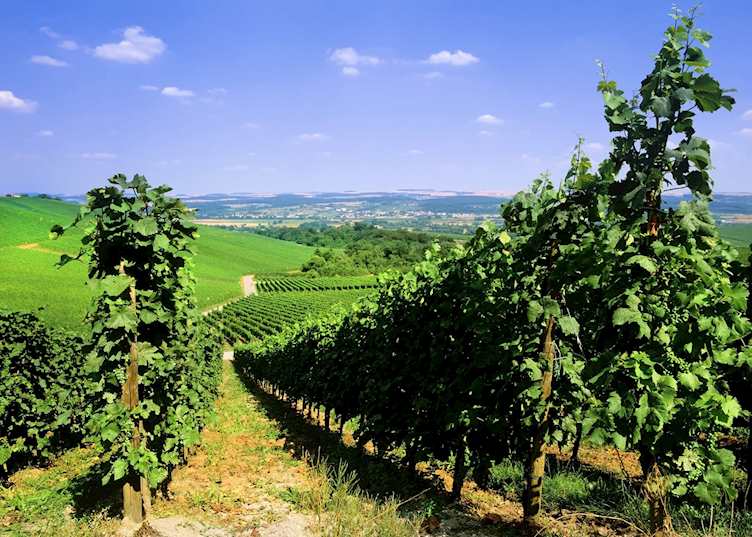 Moselle Valley vineyards, Luxembourg