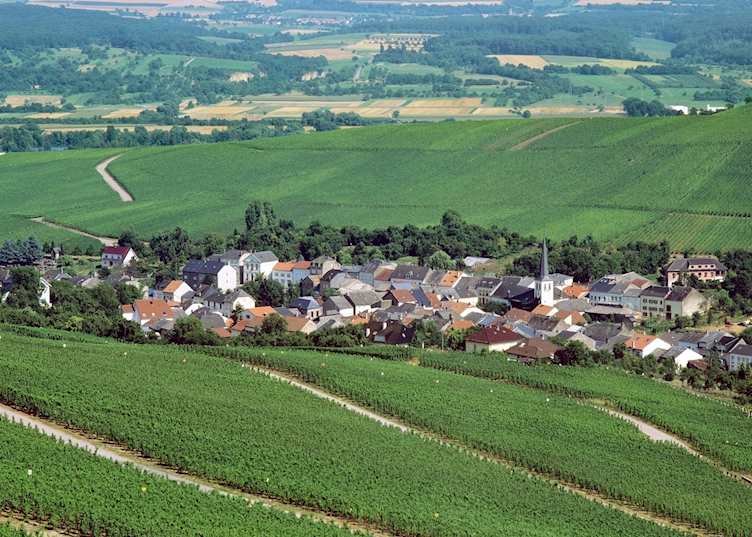 Vineyards of Moselle Valley, Luxembourg