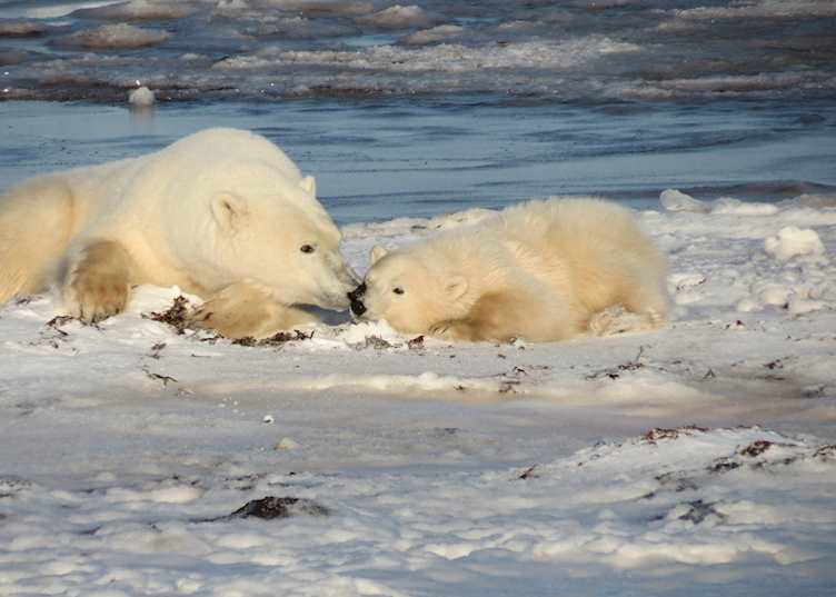 Polar bear viewing from Lazy Bear Lodge, Churchill