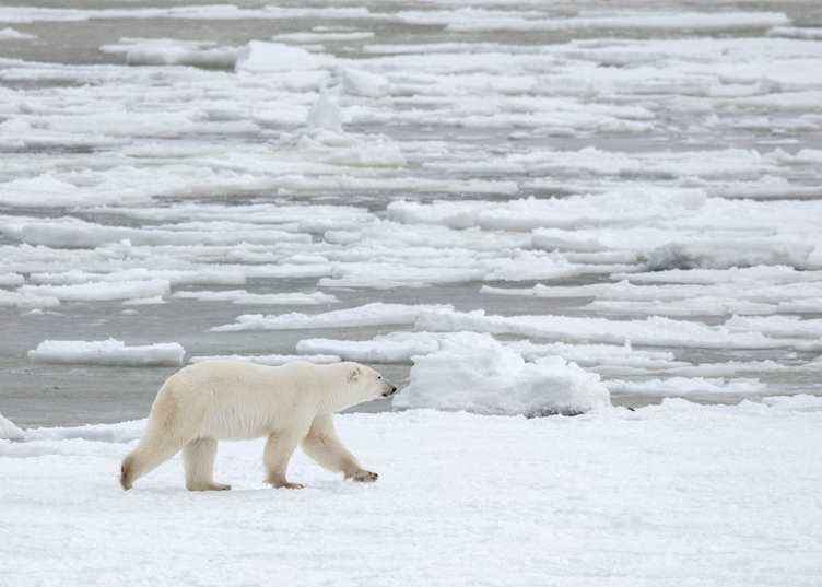 Polar bear viewing from Lazy Bear Lodge, Churchill