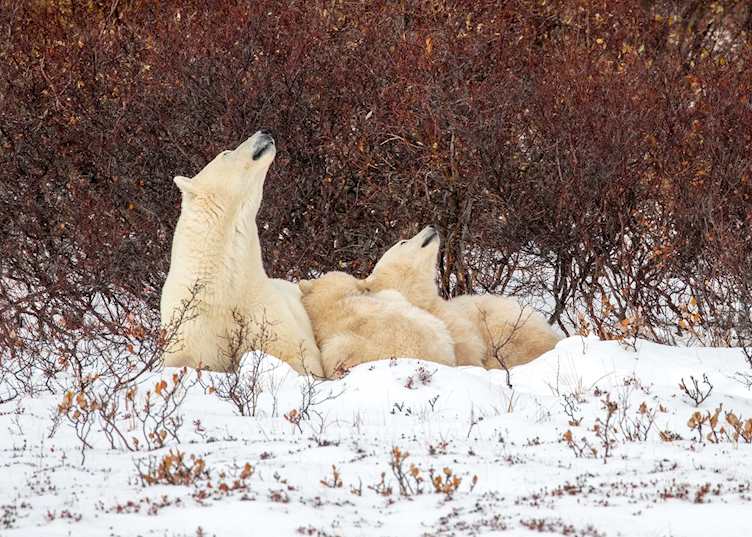 Polar Bear viewing from Lazy Bear Lodge, Churchill