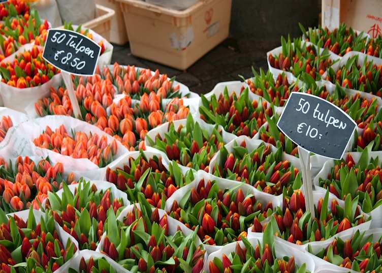 Tulips in Amsterdam