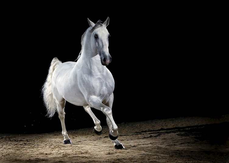 A Lipizzaner horse