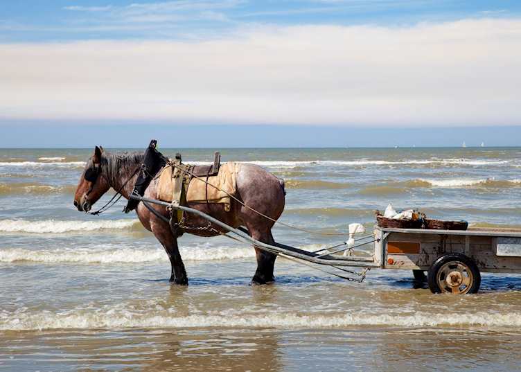 Traditional shrimp farming in Belgium
