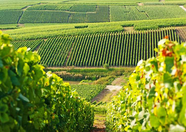 Champagne vineyards