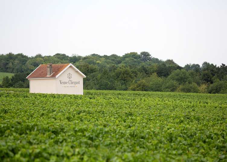 Veuve Clicquot vineyards