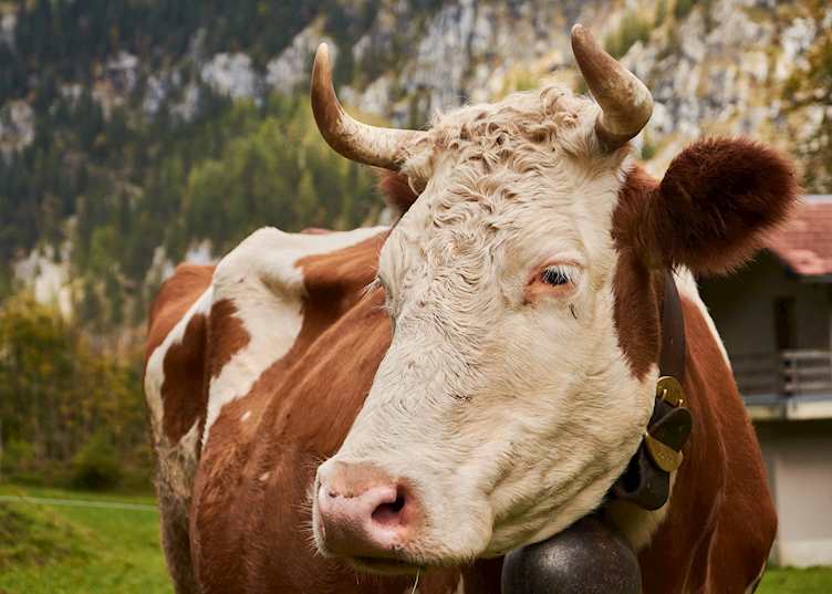 Swiss cow in the meadows