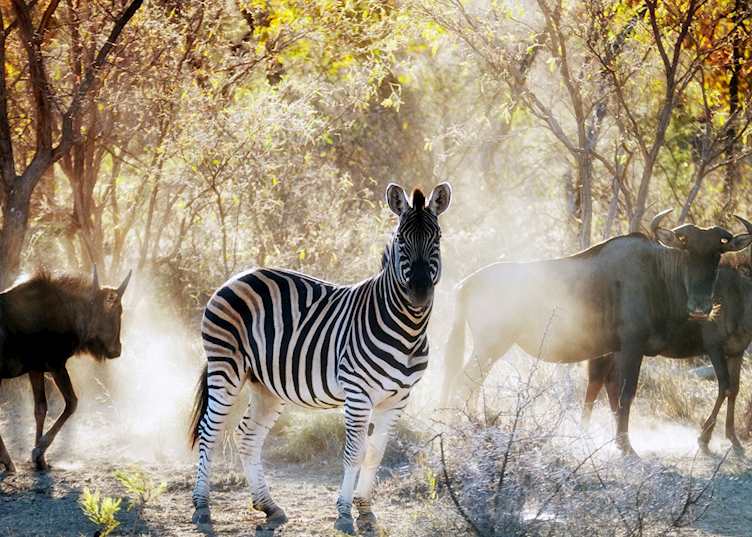 Zebra, The Waterberg, South Africa