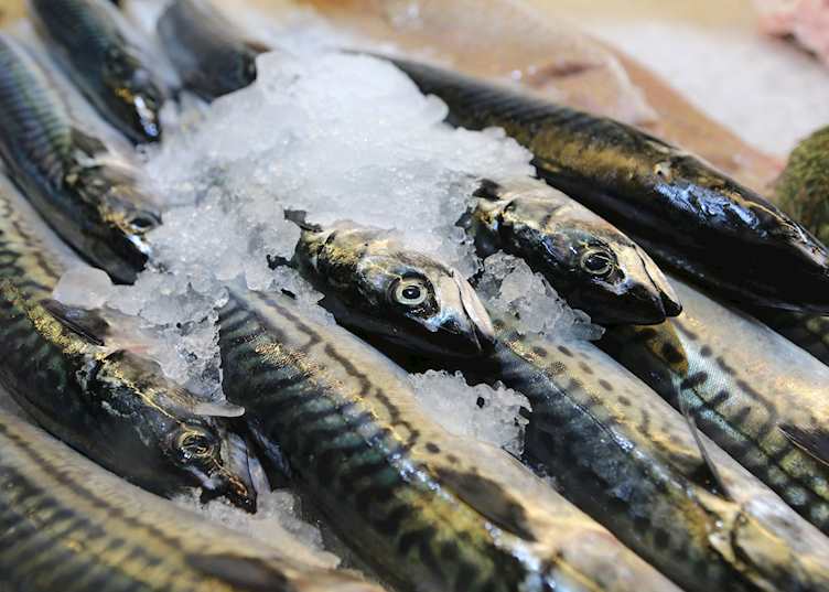 Fresh fish