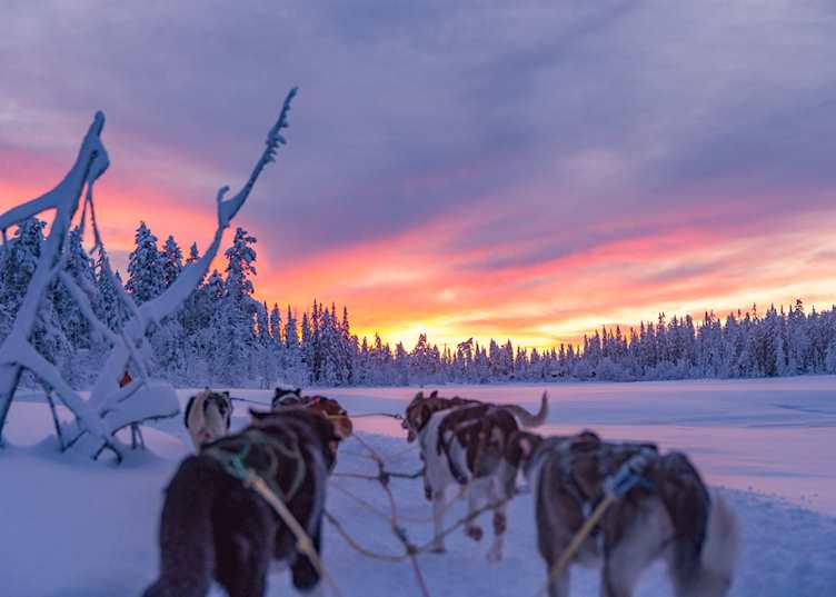 Husky safari as the sun sets
