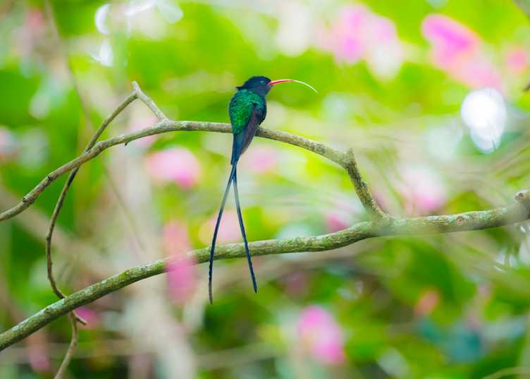 Jamaica hummingbird