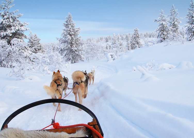 Riding a husky sled