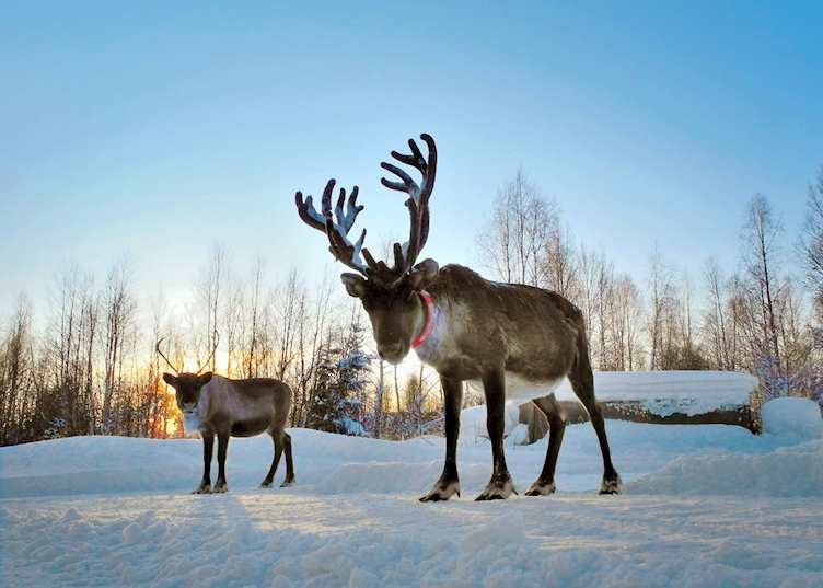 Reindeer