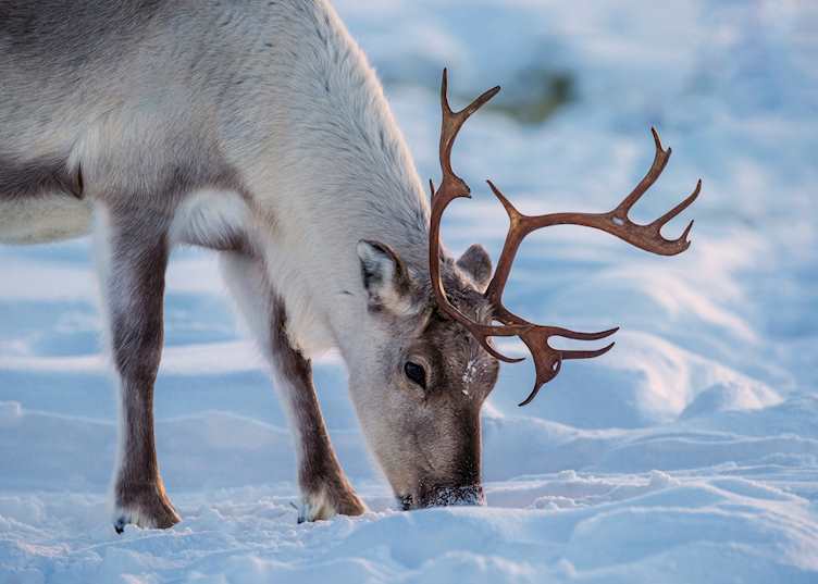 Wild reindeer, Swedish Lapland