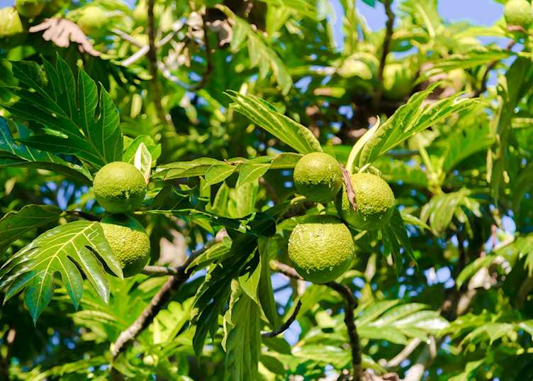 Breadfruit tree