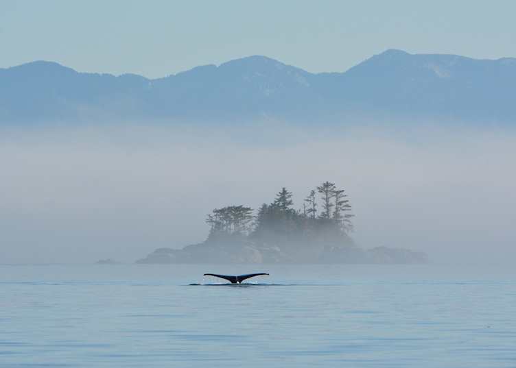 Whale fluke seen from Berry Island Wilderness Lodge