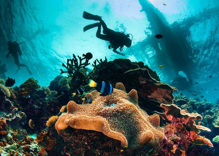 Diving in the Panglao Islands