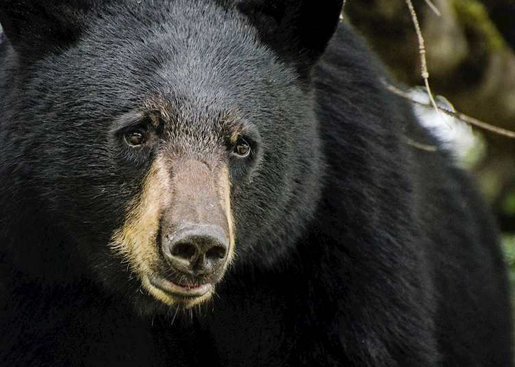 Black bear in Alaska
