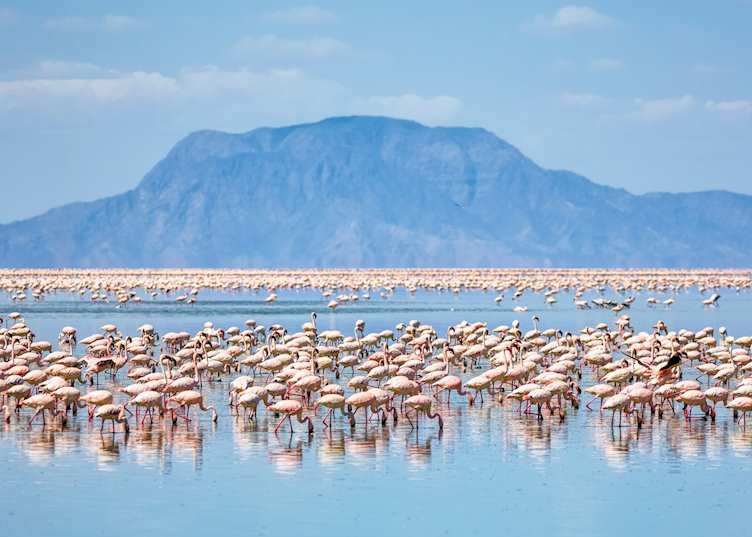 Flamingos on Lake Natron